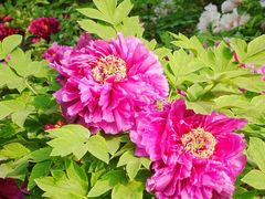 -莲花池公园