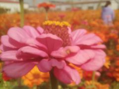 -映月湖中央公园