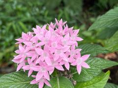 -深圳市中科院仙湖植物园