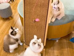 -滚猫咖啡·猫咖·猫友好撸猫(未来城店)