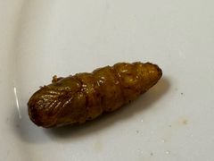 -了能菜·传统特色粤菜·虫宴