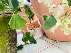 -喵屿·大理花园猫咖