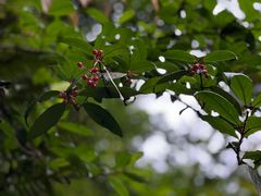 -西岭雪山大飞水景区
