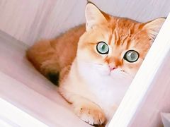 -东方名猫馆·英短金渐层布偶猫舍(环线广场1号楼店)