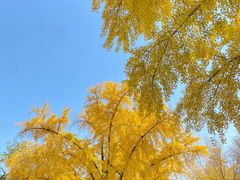 -三里屯东五街银杏大道