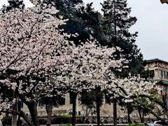 -武汉大学-樱园