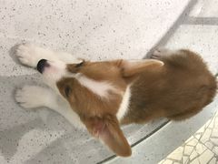 -momokira米努特·德文卷毛猫·棉花面纱犬