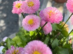 -西湖书堤(平湖八佰伴店)