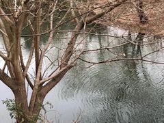 -梁鸿国家湿地公园