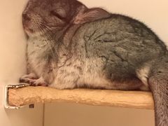 -龙猫仔乐园(惠福东路店)