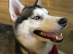 -Husky Go! 哈士奇体验馆·宠物咖啡厅狗咖