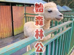-西双版纳原始森林公园