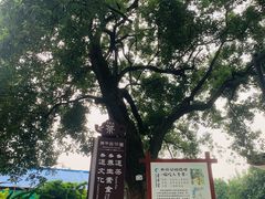 -青羊宫