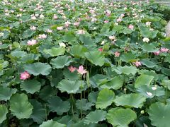 -廊坊文化艺术中心