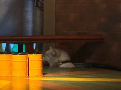 -故遥酒馆.赛事直播