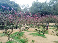 -南国桃园旅游度假区