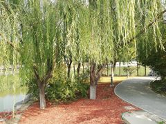 -大兴滨河森林公园