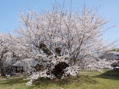 -醍醐寺