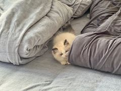 -欣宠猫屋·矮脚拿破仑·蓝金金渐层