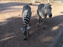 -清迈夜间动物园