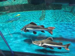 -海合安武汉极地海洋公园