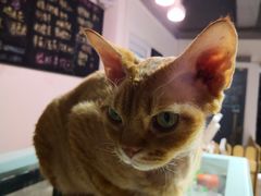 -Heymao猫咖.咖啡厅(东门店)