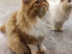 -More Fun猫咖 二十只万元加菲主题