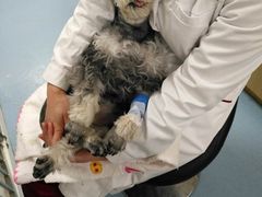 -瑞派·关忠动物医院·异宠专科·犬猫肿瘤·皮肤专科(望京店)