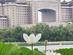 -莲花池公园