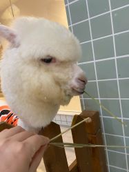 -Moni星球萌宠·小马宝莉·灵蛇·高端高阶全萌宠互动体验俱乐部(红豆国际广场店)