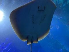 -顺德南宏海立方海洋公园
