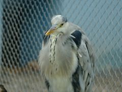 -青藏高原野生动物园