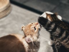 -瞄一喵猫咖(格力海岸店)