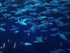 -香港海洋公园
