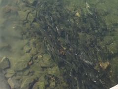 -深圳湾公园(南山区)