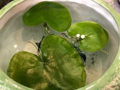 -双季花艺园艺市场(浦东店)