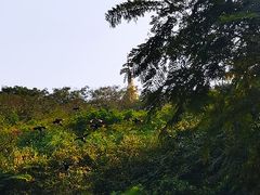 -野象谷景区