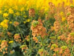 -中国天府农业博览园