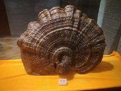 -乐山乌木文化博览苑