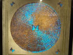 -上海昆虫博物馆