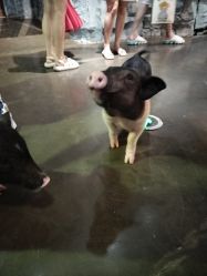 -Zoolung Zoolung动物主题公园(海信广场店)