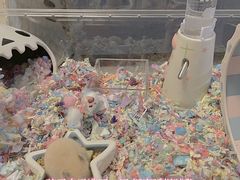 -钓仓鼠(洋桥北里小区店)