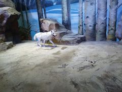 -芜湖新华联大白鲸海洋公园