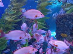 -芜湖新华联大白鲸海洋公园