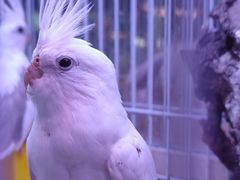 -青石桥花鸟鱼虫市场(叠翠城店)