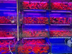 -青石桥花鸟鱼虫市场(叠翠城店)