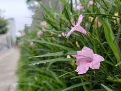 -深圳大学(丽湖校区)