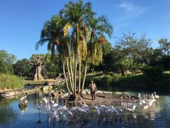 -奥兰多迪士尼动物王国乐园