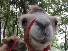 -长白岛森林公园