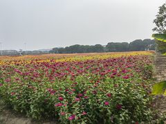 -苏州太湖西山岛开心农场